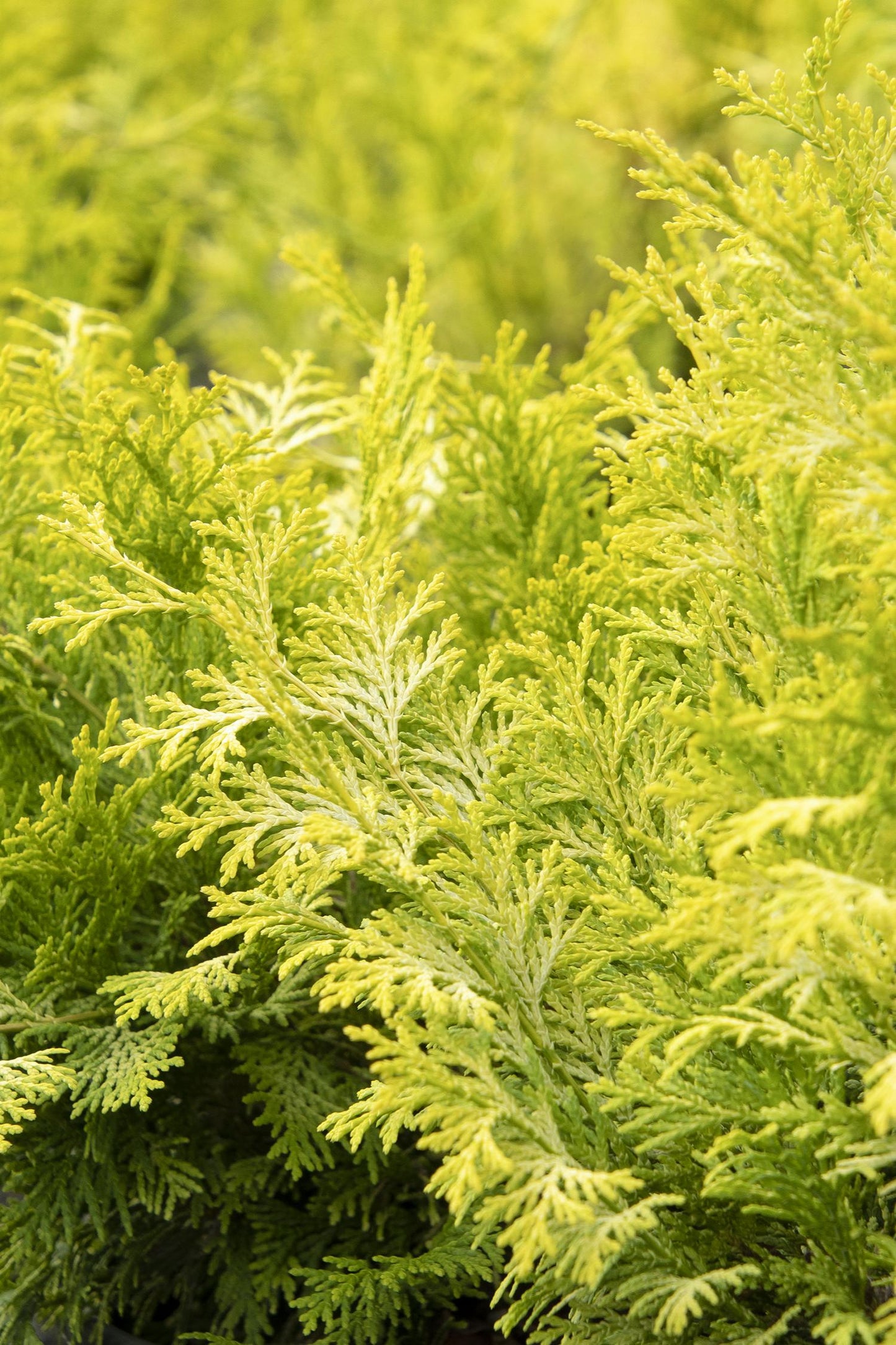 Paul’s Gold® Falsecypress 3g