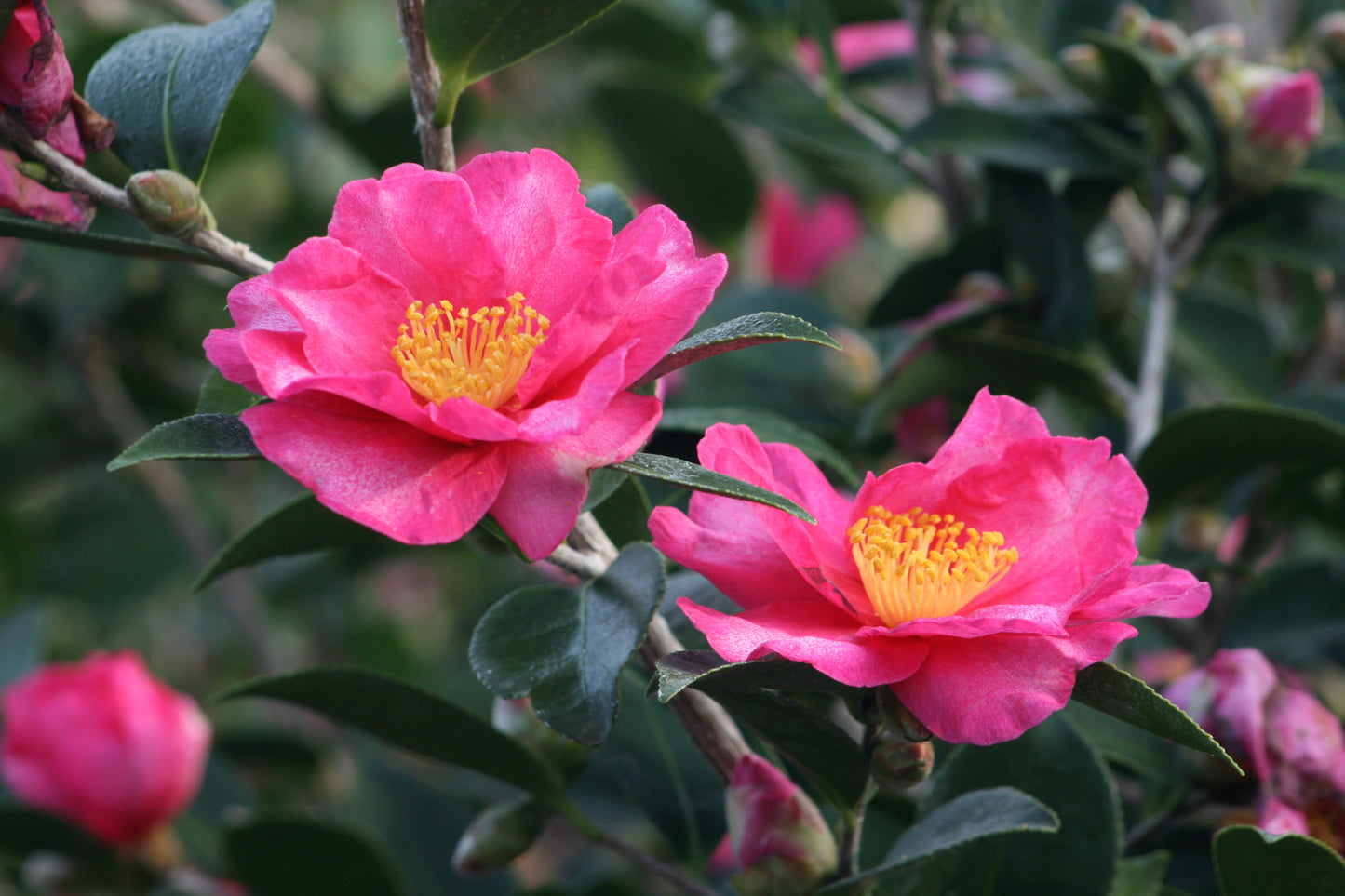 Kanjiro Camellia