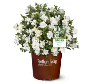 Jubilation™ Gardenia 3g