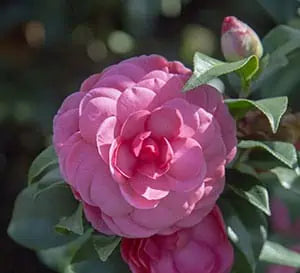 Early Wonder® Early Autumn Camellia 3g