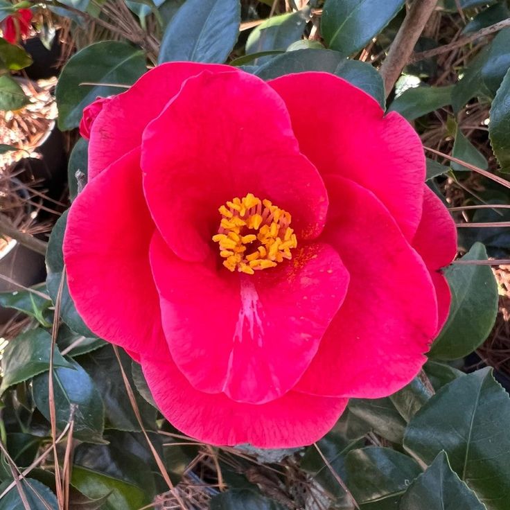 Greensboro Red Camellia