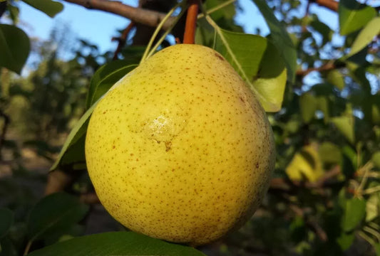 Orient Pear Tree 5g