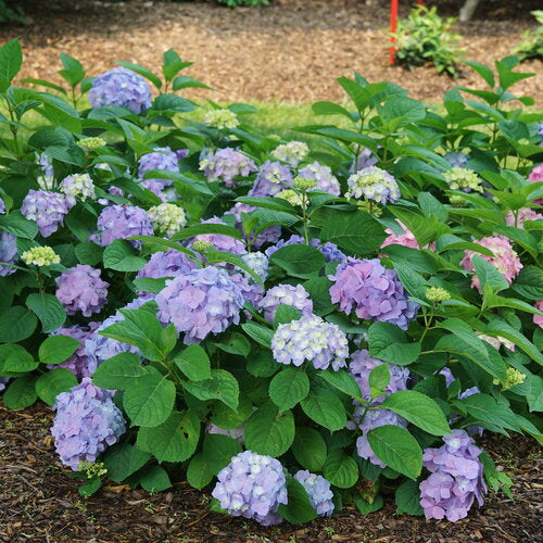 Let's Dance Sky View® Hydrangea 3g