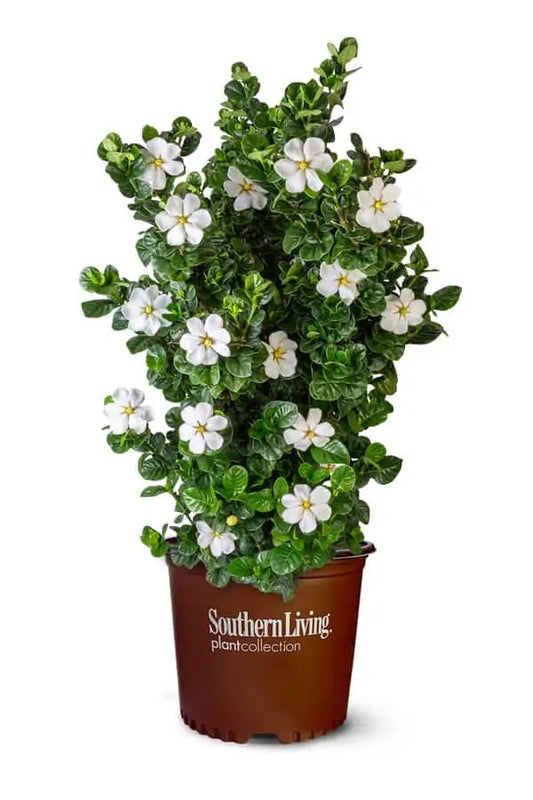 Diamond Spire Gardenia 3g