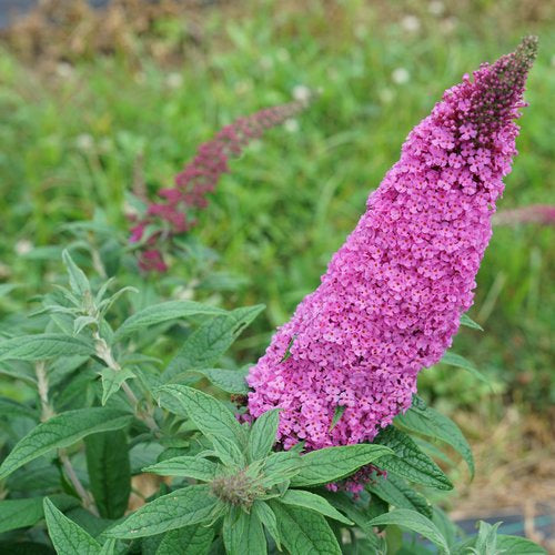 Pugster Pinker® Butterfly Bush 3g Buddleia x 'SMNBDB' USPP 33,565