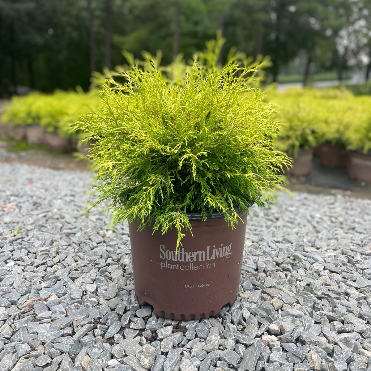 Paul’s Gold® Falsecypress 3g