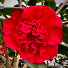 Professor Sargent Camellia 3g