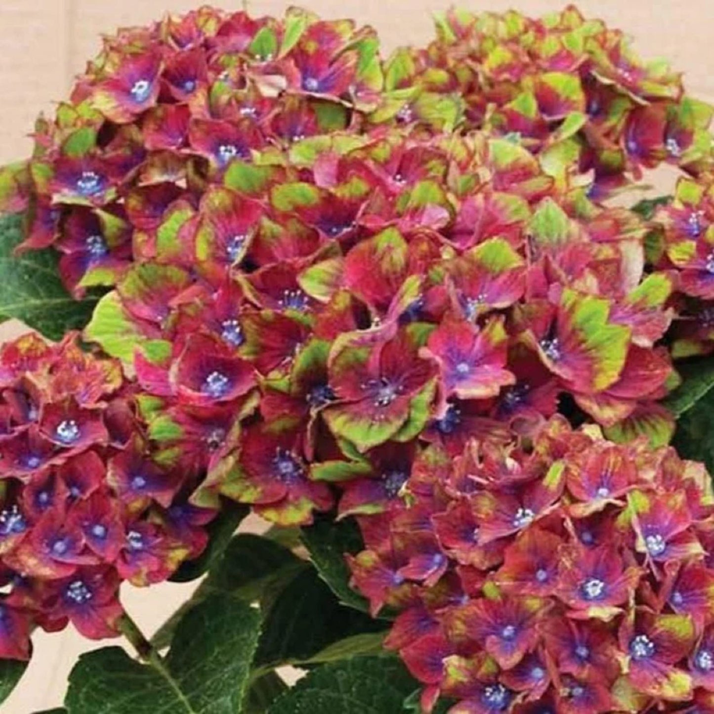 Pistachio Hydrangea 3g