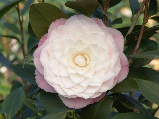 Nuccios Pearl Camellia 3g