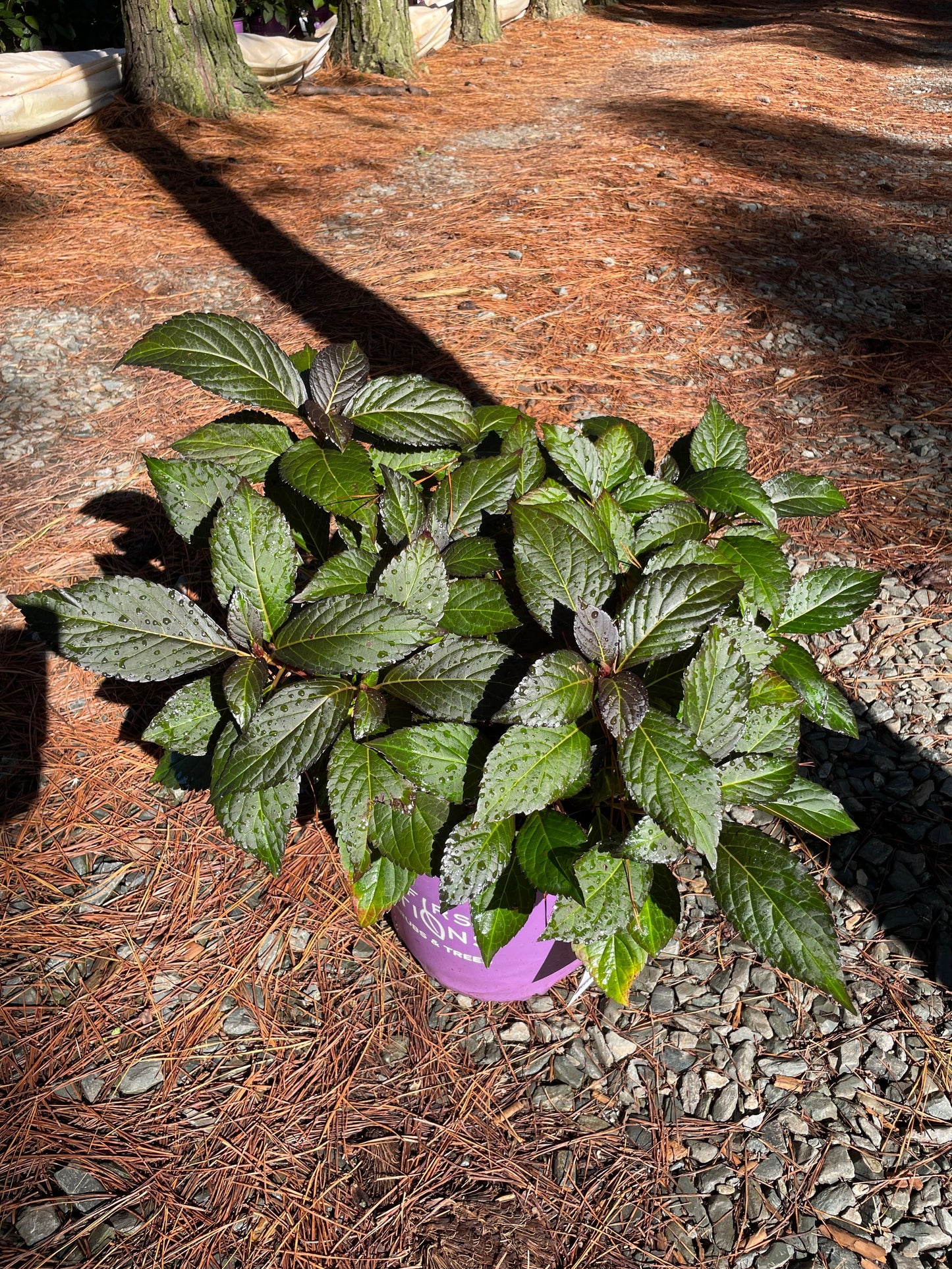 Eclipse® Bigleaf Hydrangea 3g