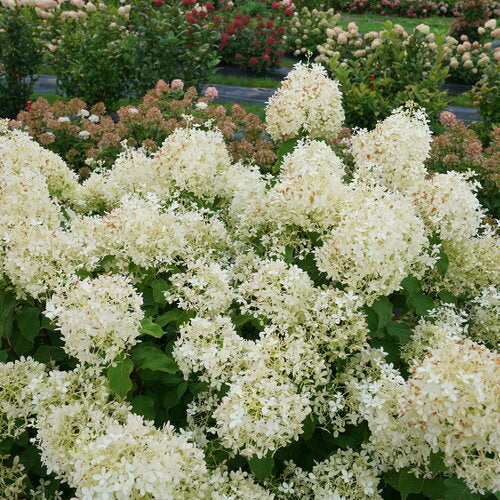 Puffer Fish® Hydrangea 3g