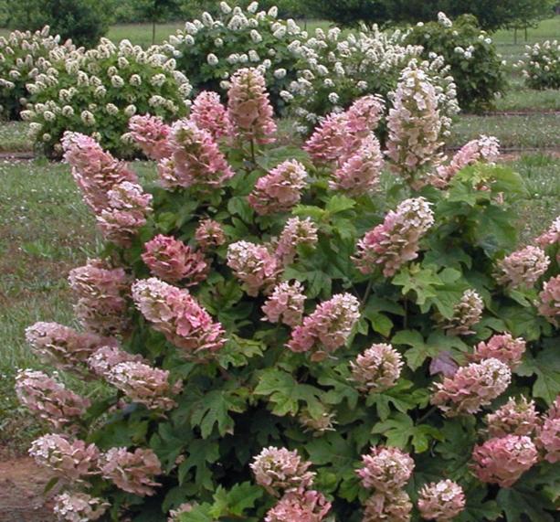 Ruby Slippers Oakleaf Hydrangea 3g