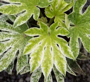 Spider's Web Japanese Fatsia 3g