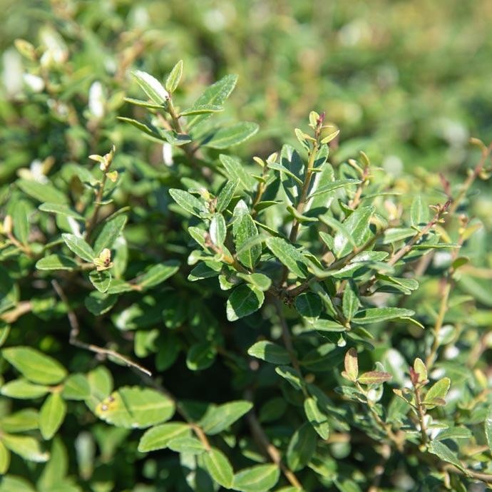 Schillings Dwarf Yaupon Holly