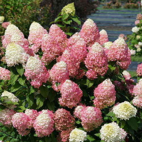 Quick Fire Fab® Hydrangea 3g