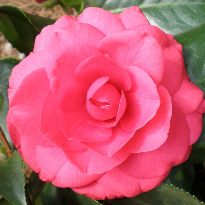 Rose Dawn Camellia 3g