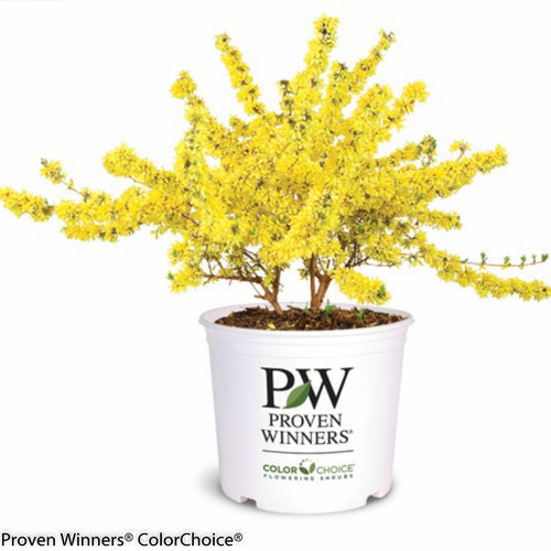 Show Off® Forsythia 3g