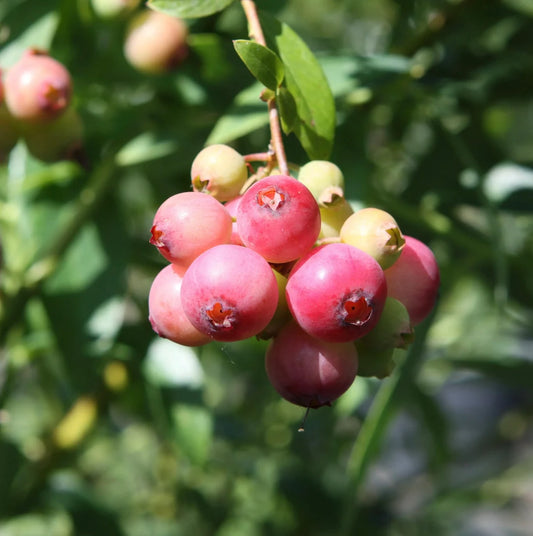 Pink Lemonade Highbush Blueberry 3g