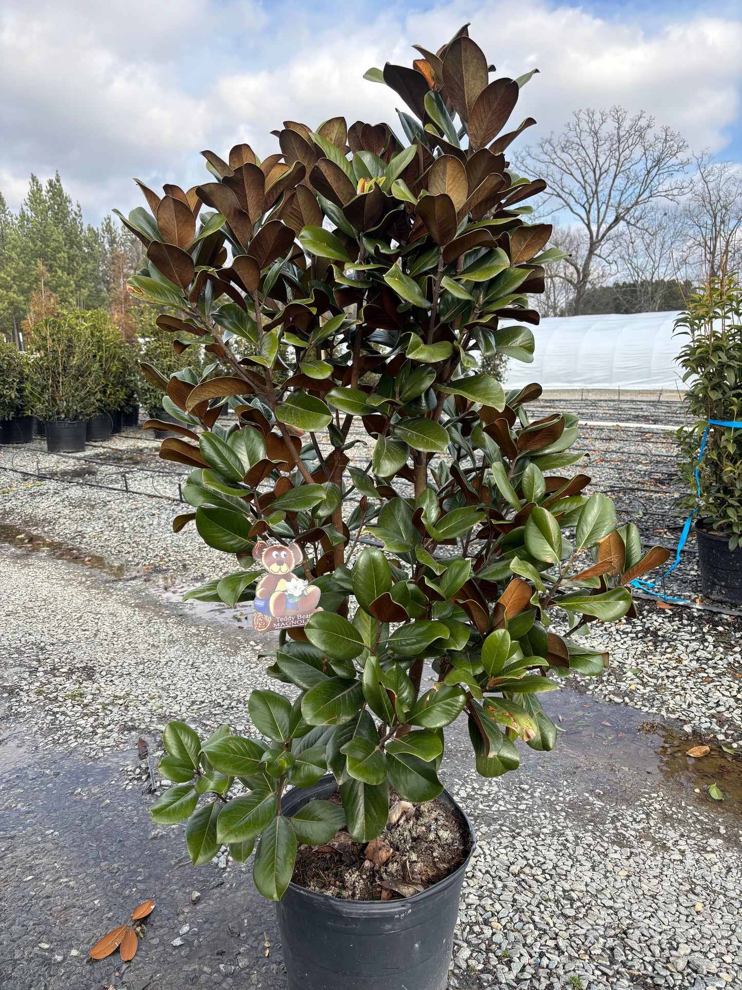 Magnolia grandiflora 'Southern Charm' PP13049 Teddy Bear® Southern Magnolia