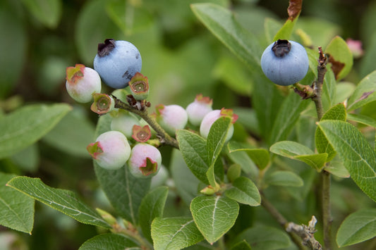 Sunshine Blue Lowbush Blueberry 1g