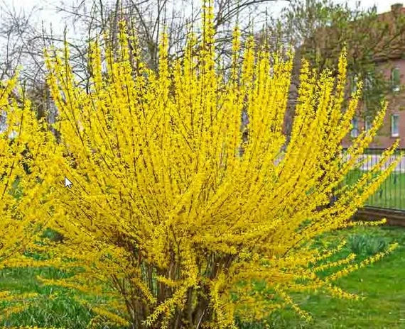 Lynwood Gold Forsythia 3g