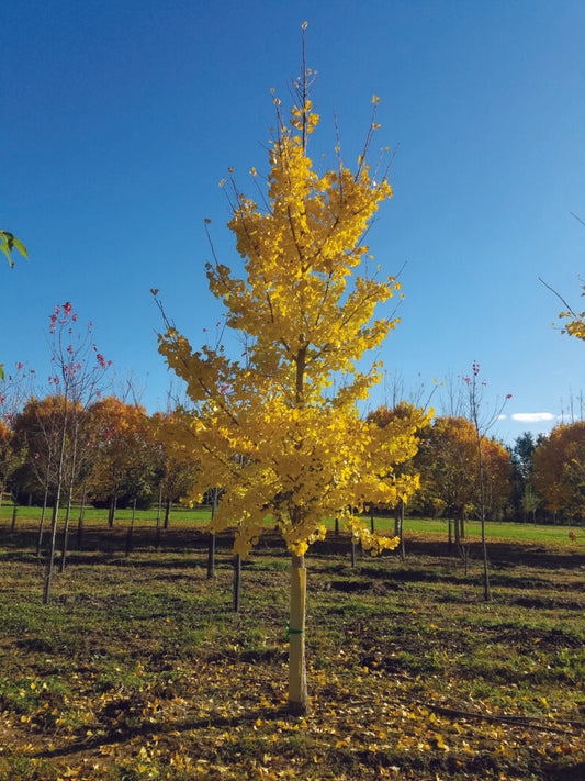 Princeton Sentry® Ginkgo Tree 7g