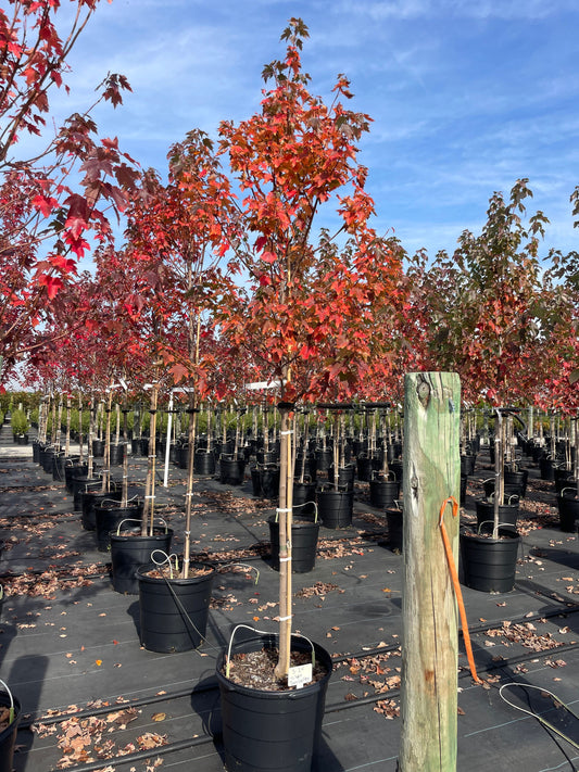 Acer rubrum 'Sun Valley' Sun Valley Red Maple 15g