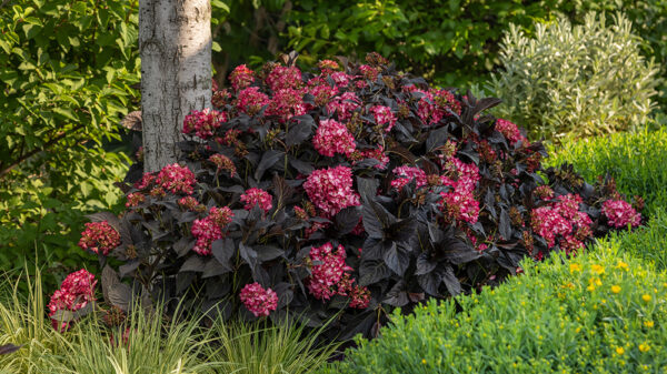 Eclipse® Bigleaf Hydrangea 3g