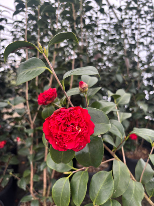 Professor Sargent Camellia 3g