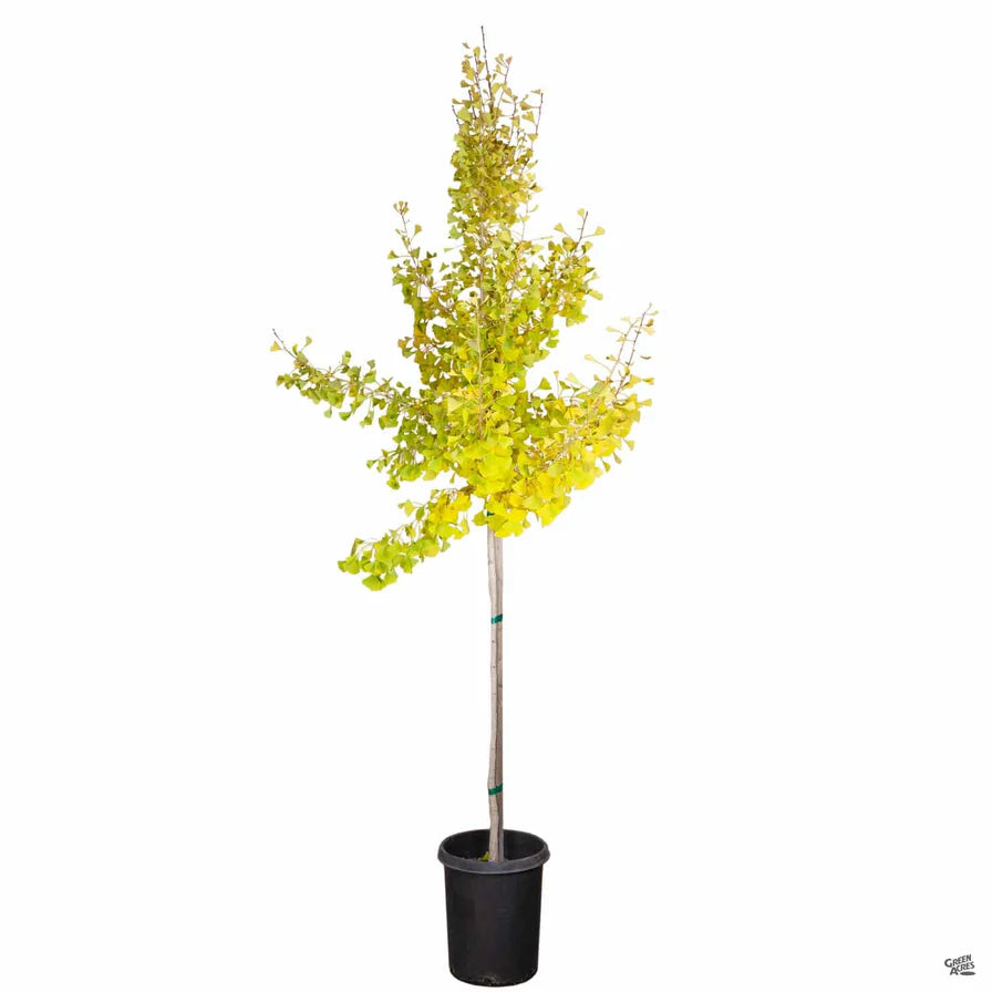 Autumn Gold Ginkgo Tree 7g