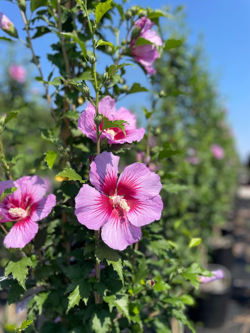 Purple Pillar® Rose of Sharon