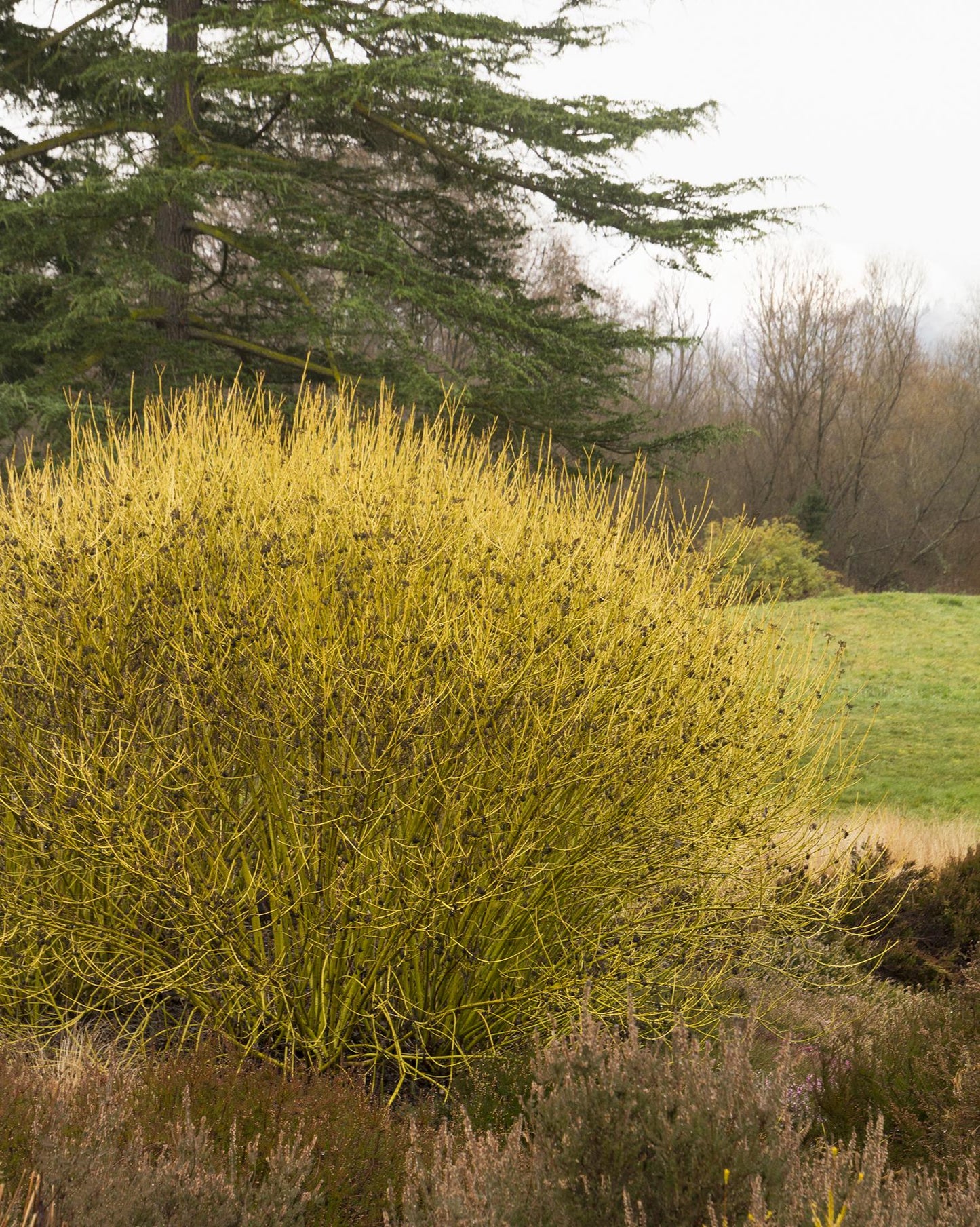 Yellow Twig Dogwood 6g