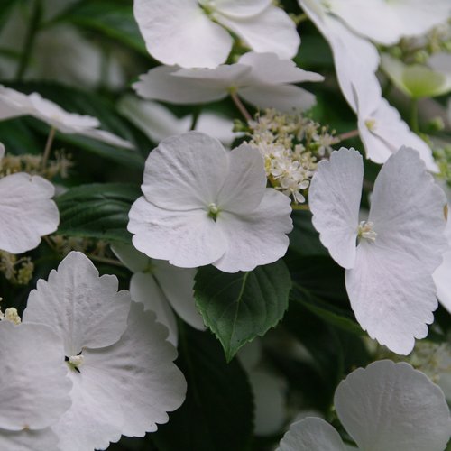 Fairytrail Bride® Hydrangea 3g