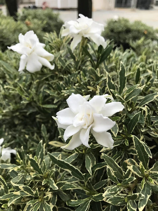 Variegated Dwarf Gardenia 3g