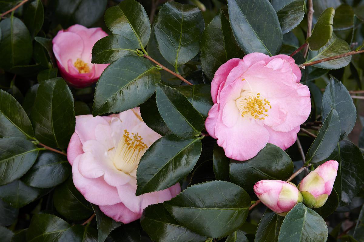 April Remembered Ice Angels® Camellia 7g