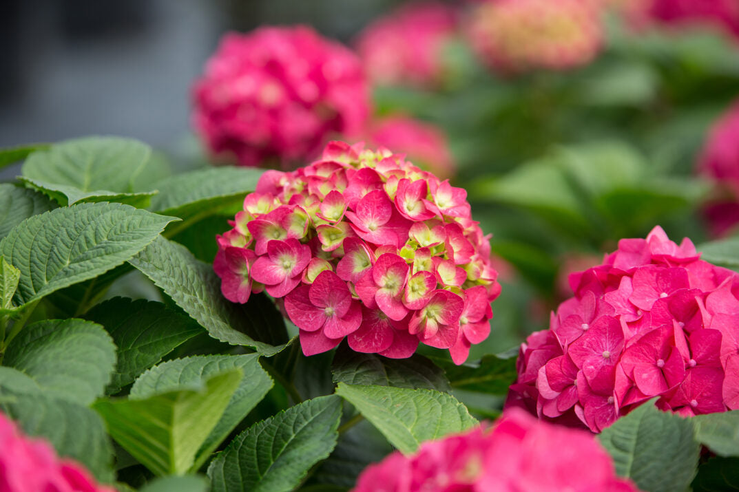 Endless Summer® Summer Crush® Hydrangea 3g