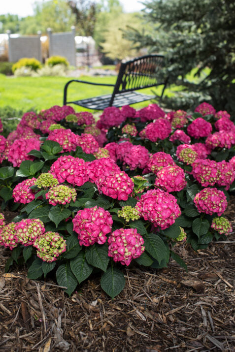 Endless Summer® Summer Crush® Hydrangea 3g