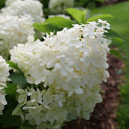 Puffer Fish® Hydrangea 3g