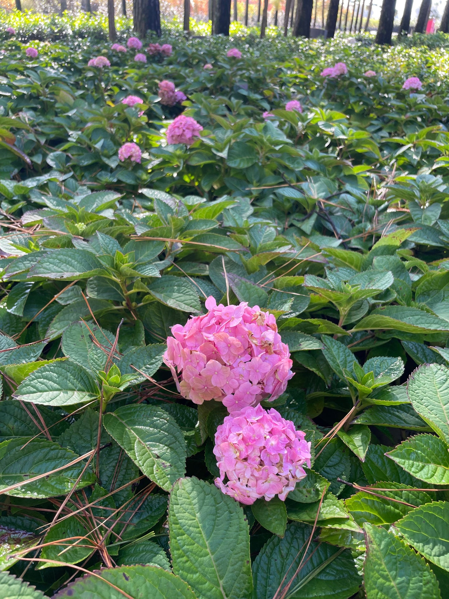 Let's Dance Sky View® Hydrangea 3g