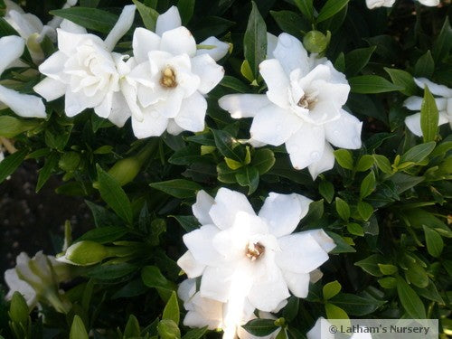 Frostproof Gardenia 3g