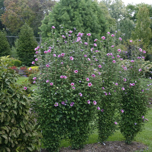 Purple Pillar® Rose of Sharon