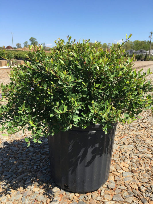 Schillings Dwarf Yaupon Holly