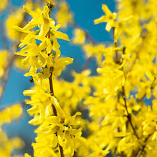 Lynwood Gold Forsythia 3g