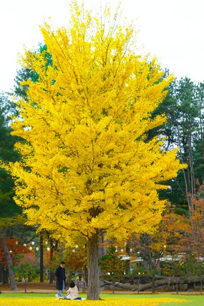 Autumn Gold Ginkgo Tree 7g