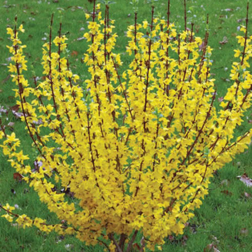 Show Off® Forsythia 3g