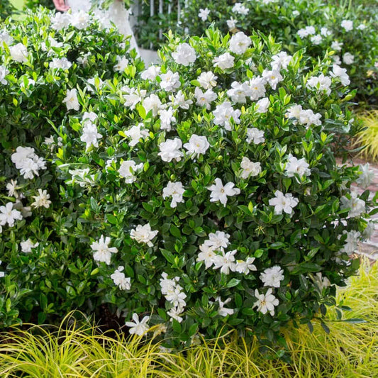 Jubilation™ Gardenia 3g