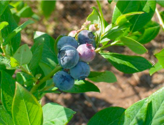 Suziblue Highbush Blueberry 3g