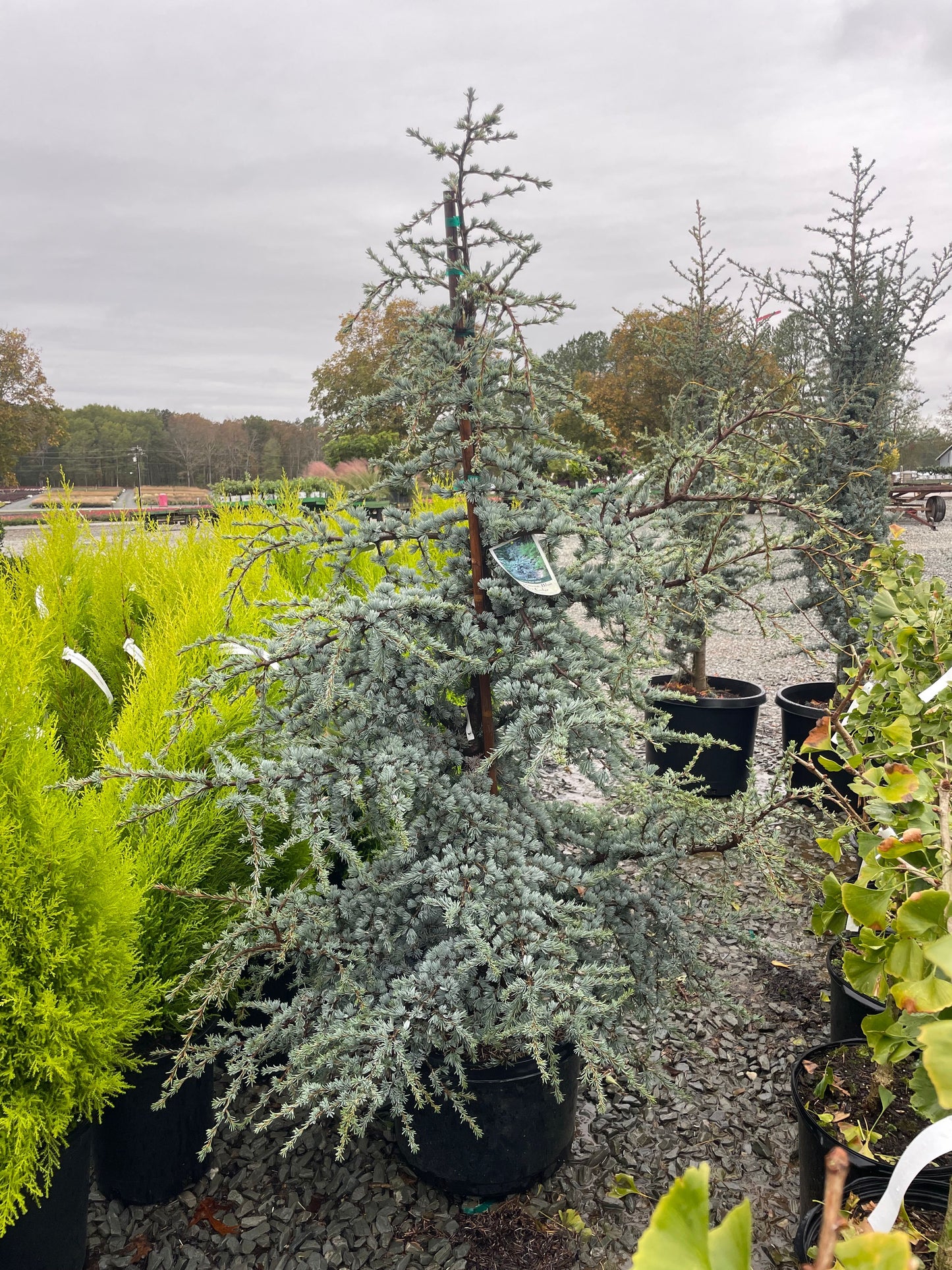 Horstmann Blue Atlas Cedar 10g