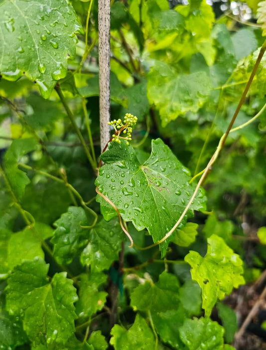 Scuppernong Muscadine 1g