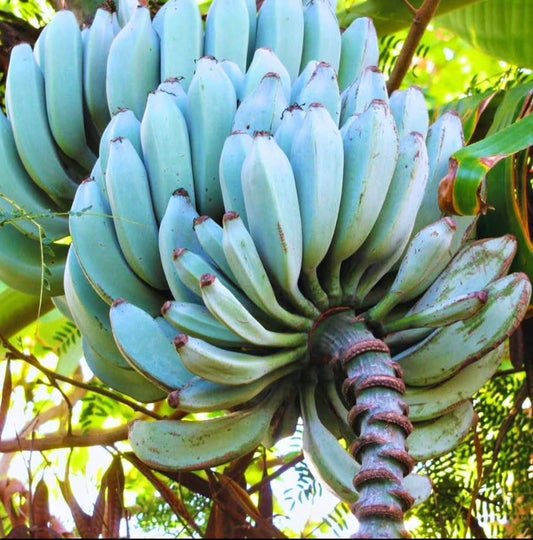 Ice Cream Banana Tree 5-6ft